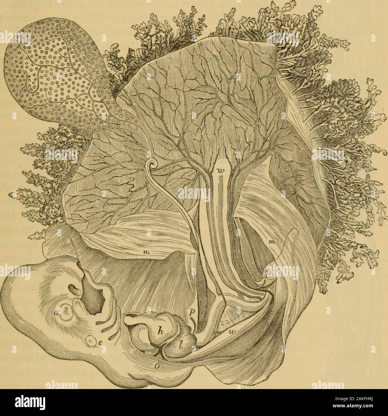 A System of midwifery : including the diseases of pregnancy and the puerperal state . ccompanying representation of the product of an abortion aboutthe twenty-fifth to the twenty-eighth day, shows the embryo and itsmembranes partly dissected, and magnified about seven times and ahair. The Chorion, which has been opened in its whole extent, isrecognized by its villi externally, and the numerous bloodvessels on itsinternal surface. Above, and to the left, is seen the umbilical vesicle,with the branches of the oinphalo-mesenteric vessels coursing upon it.It lies, as has already been shown, betwee Stock Photo