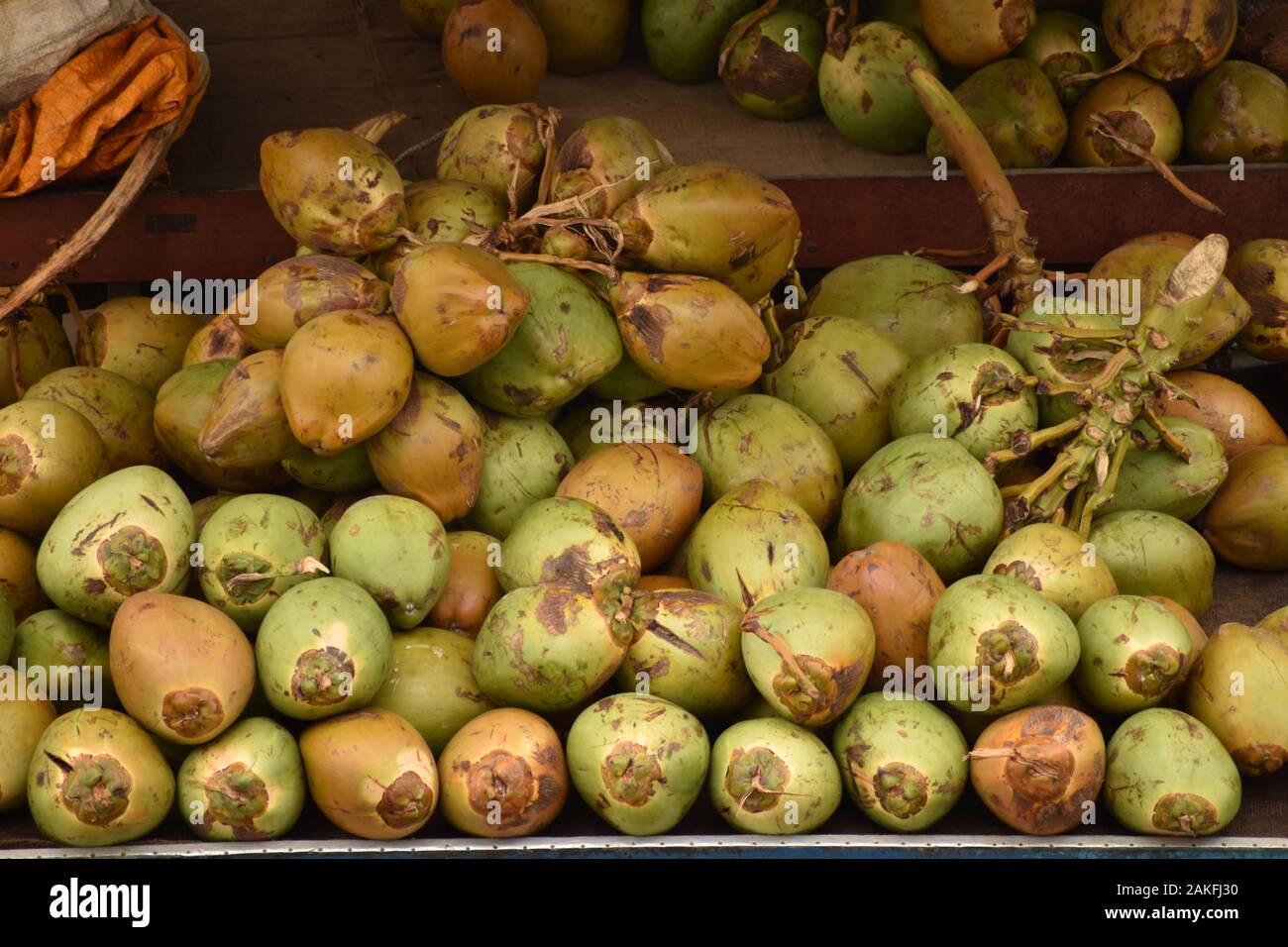 Fresh raw yellow and green coconuts fruits,placed in a stand for