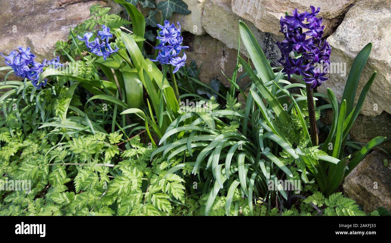 Hyacinth 'Kronos' and Hyacinth ‘Delft Blue’ Stock Photo