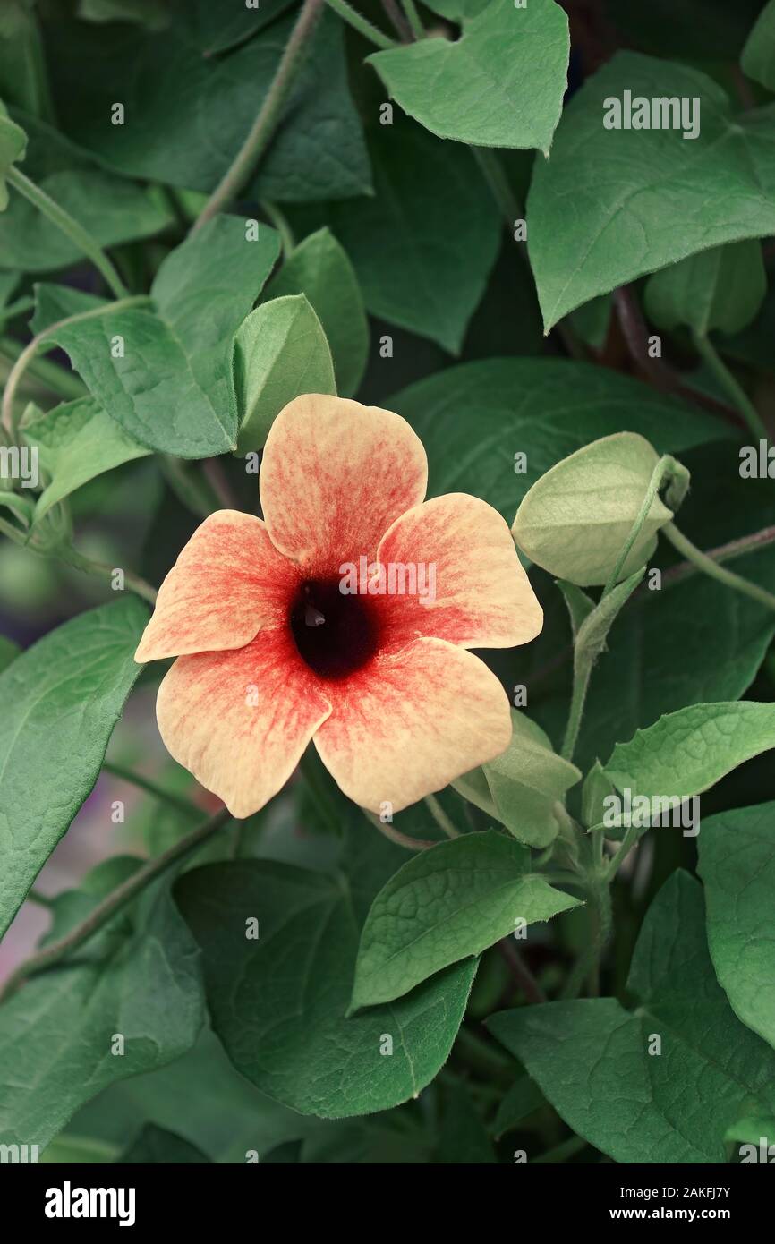 Black-eyed Susan vine (Thunbergia alata). Stock Photo