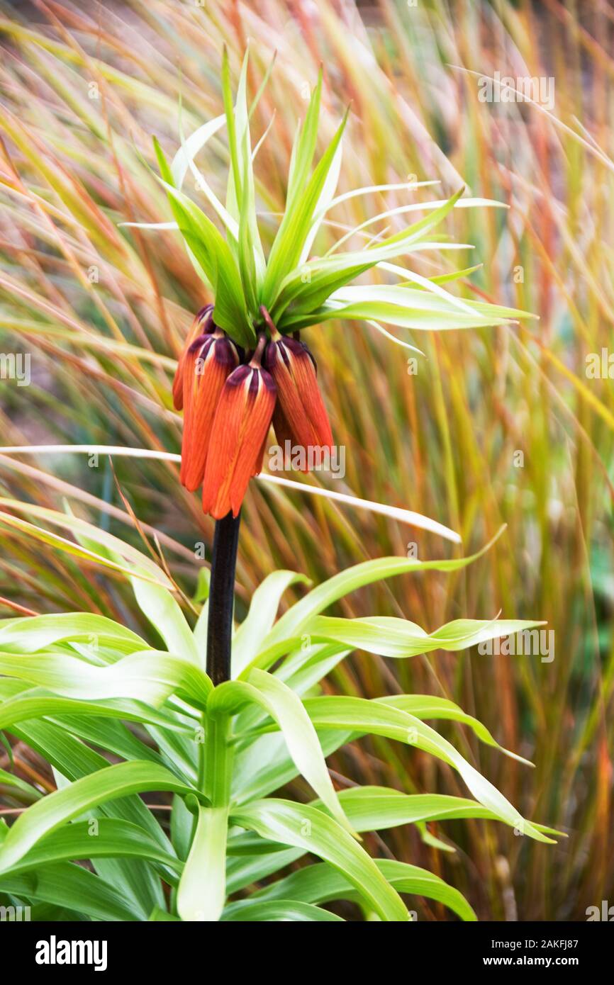 Fritillaria imperialis Crown Imperial with Grasses Stock Photo