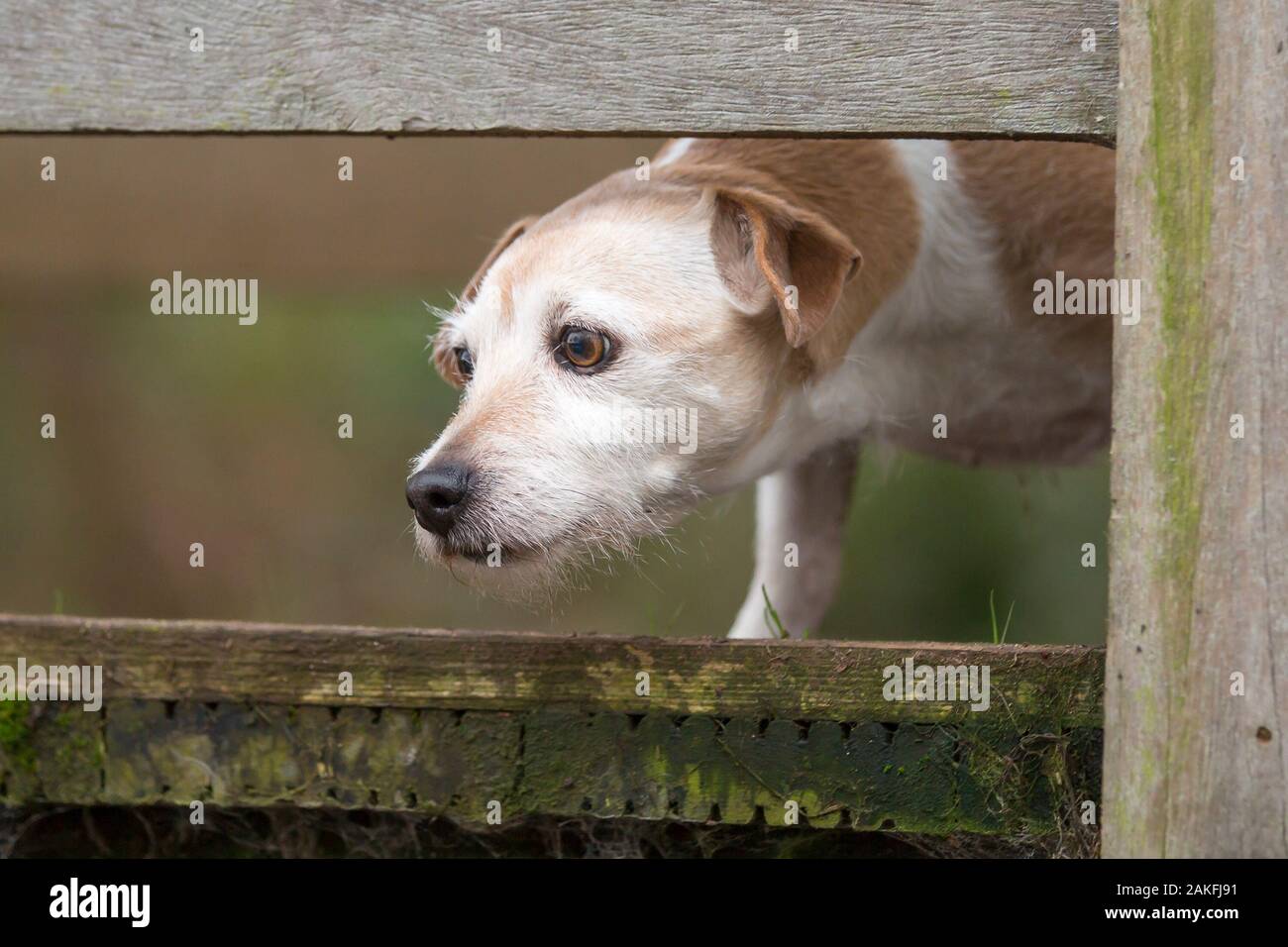Kidderminster, UK. 9th January, 2019. UK weather: on another day of constant rain showers in Worcestershire, this terrier dog is peering through the wooden rails of a country footbridge, checking the rising water levels of the brook below, contemplating either a paddle or a swim! Front view close up of excited pet dog on winter walk. Credit: Lee Hudson Stock Photo