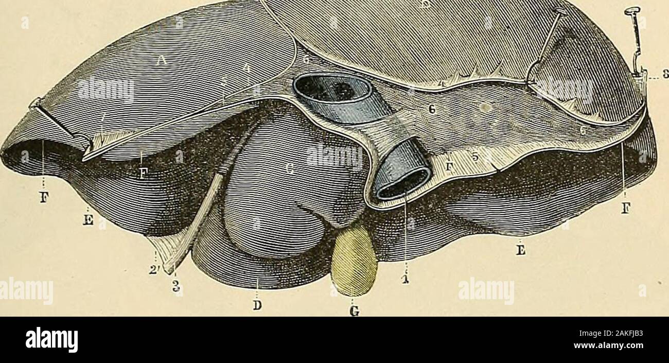Traité d'anatomie humaine : anatomie descriptive, histologie, développement . upe transversale du li-gament suspenseur au-dessus de la veine om-bilicale. 1, diaphragme. — 2 et 2,feuillet droit et feuillet gauchedu ligament suspenseur. — 3,son bord inférieur longeant laveine ombilicale. FOIE 191 ^ Les deux feuillets constitutifs du ligament suspenseur sont adossés lun à lautredans la plus grande partie de leur étendue. En arrière, cependant, ils sécartentgraduellement lun de lautre, de manière à intercepter entre eux un espace trian-gulaire dont la base répond à la Teine cave et mesure de 15 à Stock Photo