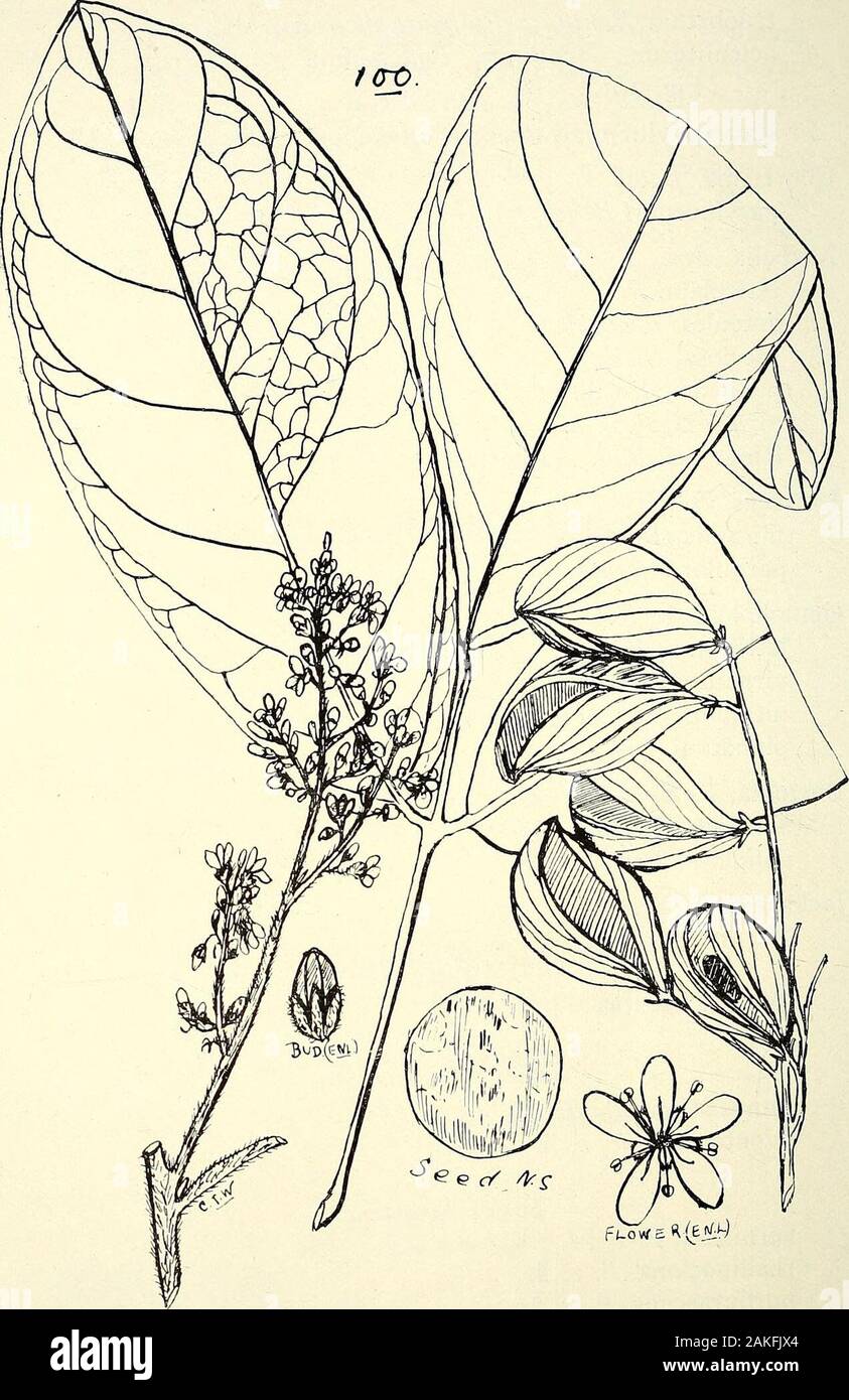 Comprehensive catalogue of Queensland plants, both indigenous and naturalisedTo which are added, where known, the aboriginal and other vernacular names; with numerous illustrations, and copious notes on the properties, features, &c., of the plants . , Benth. Series Laxiflora.scandens, Benth. zar. obovatum. Benth. XLIII. LEGUMINOS/E, J25- Podolobiuni staurophyllum, DC. Oxylobium—contd. Series Podolobiece.trilobatum, Benth. = Pidtencea ilicifolia, Andr.aciculiferum, Benth. = Podolobiuni aciculiferum, F. v. M,(Fig. 101.) staurophyllum, Benth Chorizema, Labill. parviflorum, Benth. Mirbelia, Sm. re Stock Photo