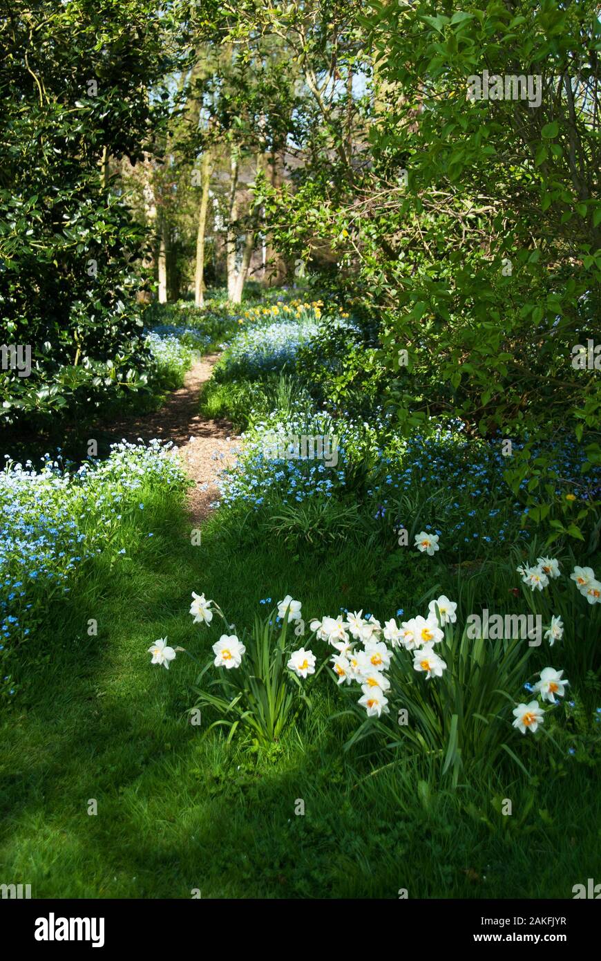 Lincolnshire Wolds woodland garden in Spring Stock Photo Alamy