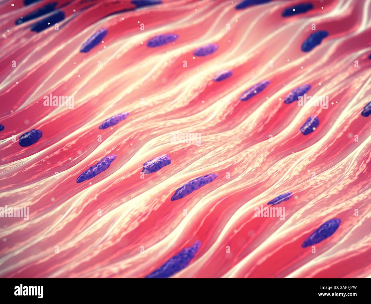 Myocytes, Group of smooth muscle cells Stock Photo