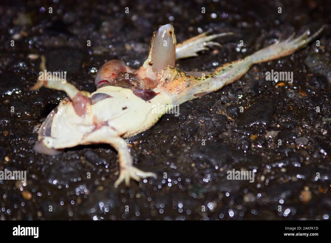 Frog Dead Body Stock Photos - 590 Images