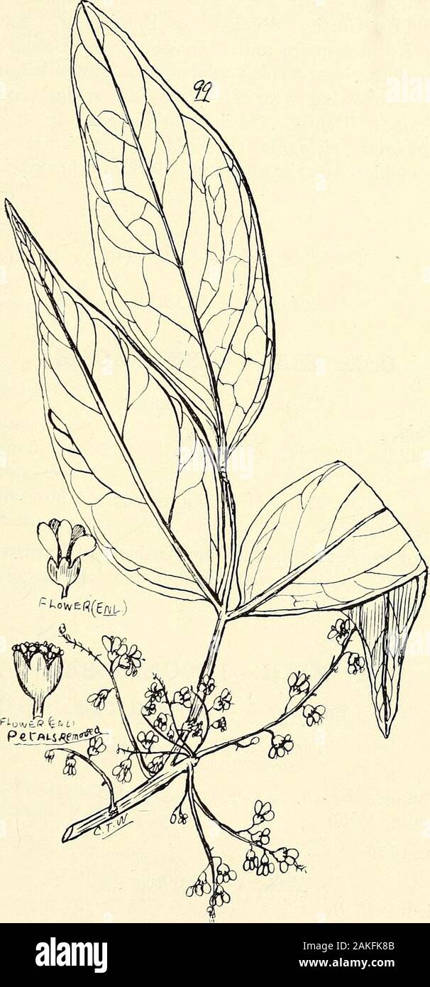 Comprehensive catalogue of Queensland plants, both indigenous and naturalisedTo which are added, where known, the aboriginal and other vernacular names; with numerous illustrations, and copious notes on the properties, features, &c., of the plants . 98. Semecarpus auste alien sis, Engl. XLIJ. CONNARACEiE. 123-. 99. ROUREA BRACHYANDKA, F. V. M. 124 XLTT. CONNARACE^.—XLTII. LEGUMINOS^E. Tribe II.—Spondie^e.Pleiogynium, Engl. Solanclri, Engl.—Sweet Plum or Burdekin Plum. Noongiof Port Curtis, Bungya of Bundaberg, Rancooranof Rockhampton, and Toolbar or Doolbi of IsisScrub natives. This tree has b Stock Photo