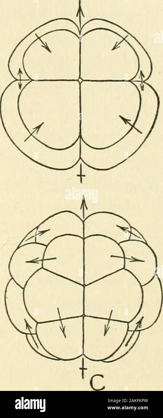 Journal of morphology . B Diagram of Cleavage-Forms. A. Radial type (Antedon ; modified from Seeliger). B. Spiral type {Discocoelis; after Lang). C. Bilateral type {Clavelina ; after Van Beneden and Julin. The upper figureis considerably modified, the inequality between the macromeres and micromeresbeing exaggerated). The upper figures represent 8-celled stages seen from the upper pole. Thelower figures are the corresponding i6-celled stages in the same position. In thecase of unequal division the arrow points towards the smaller cell. and their definition at this point will facilitate the dis Stock Photo