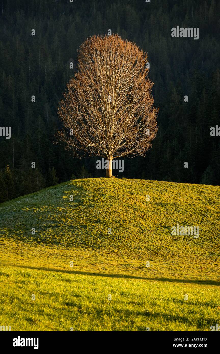 lonely tree on hilltop in the late afternoon near Schallenberg in Emmental Stock Photo