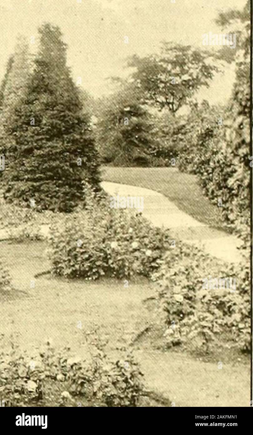 The Gardeners' chronicle : a weekly illustrated journal of horticulture and allied subjects . afe^SfflJ. &gt;? ^s&gt;&lt; FlG. 10.—ROSE GARDEN AT WALTON LEA, WARRIKJTuN. (SEE 1 39.) the vegetative parts of the plant was then given ;these were : the rhizome like, anastomosing networkof roots bearing tubers at intervas, from whichlatter the exogeuously-formed haustoria are pro-duced. The haustoria penetrate the rojts of theBamboo or Strobilanthes upon which the plant isparasitic. Tho lateral roots aud the stems areproduced ondogenously ; the lattor grow rapidly, andafter producing tho flowers d Stock Photo