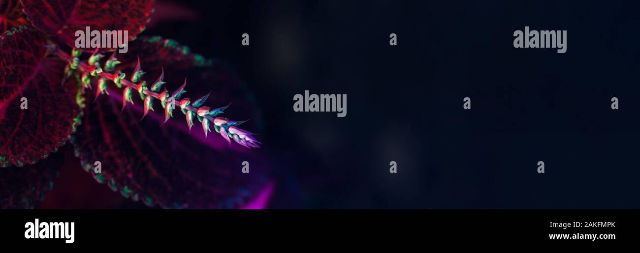 Stylish Floral Background In Neon Colors Web Banner Format A