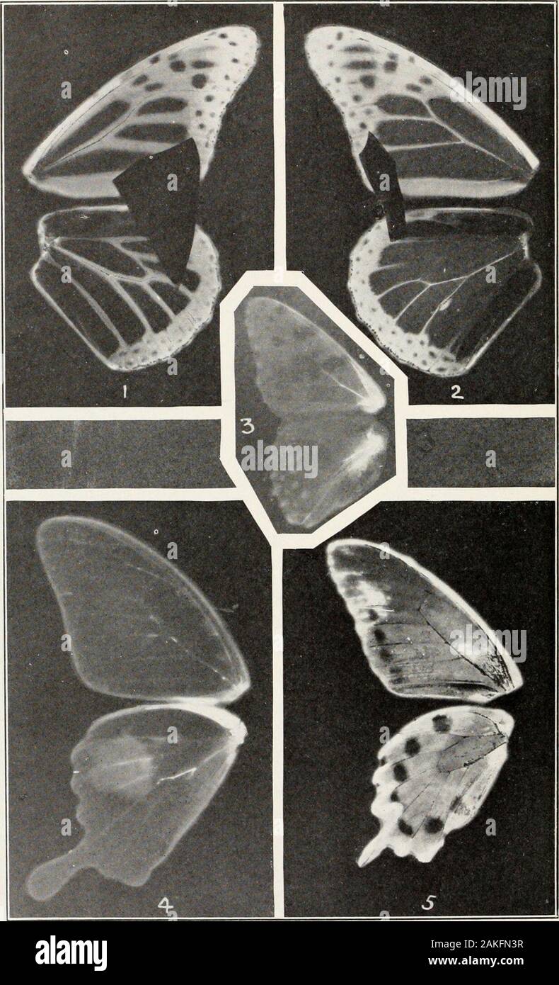 Bulletin - United States National Museum . Contact pictures U. S. NATIONAL MUSEUM BULLETIN 157 PLATE 64. Contact pictures Plate &i Contact pictures; exposure 30 days Figure] 1. Danaus plexippus, female, fresh specimen, upper side. Tlie irregulartriangle shows the effect of a sheet of quartz 0.2 mm. thick placedover the wing. 2. Danaus plexippus, male, fresh specimen, upper side. The irregular band shows the effect of a sheet of quartz 0.2 mm. thick placed overthe wing. 3. Pyrameis cardui, upper surface of a specimen caught six years before the exposure was made (compare pi. 8, fig. 1). 4. Papi Stock Photo