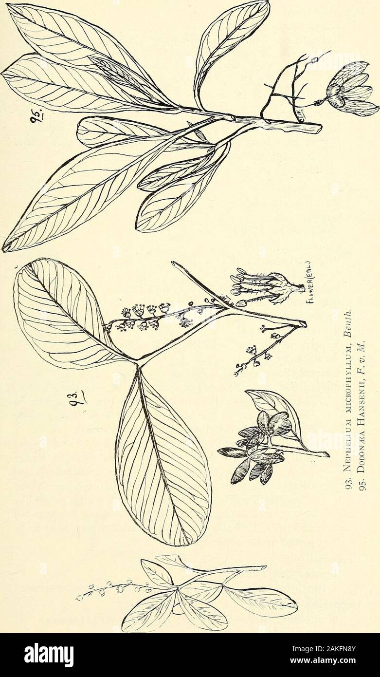 Comprehensive catalogue of Queensland plants, both indigenous and naturalisedTo which are added, where known, the aboriginal and other vernacular names; with numerous illustrations, and copious notes on the properties, features, &c., of the plants . 91 ter, Cupania Wadswokthii, F. v. M.92. C. Shirleyana, Bad. XL. SAPINDACE^i. 115. g &lt; § ffi p &lt;! J K| 12 O o ^ « &lt;*} o 116 XL. SAPINDACEiE.. Ratonia—contd. exangulata, F. v. M. Lessertiana, Benih. and Hook. — Murgon of Cardwell natives (R.B.H.).Daemeliana, F. v. M.Martyana, F. v. M. Atalaya, Bhnnc. multiflora, Bentli. hemiglauca, F.v.M.— Stock Photo
