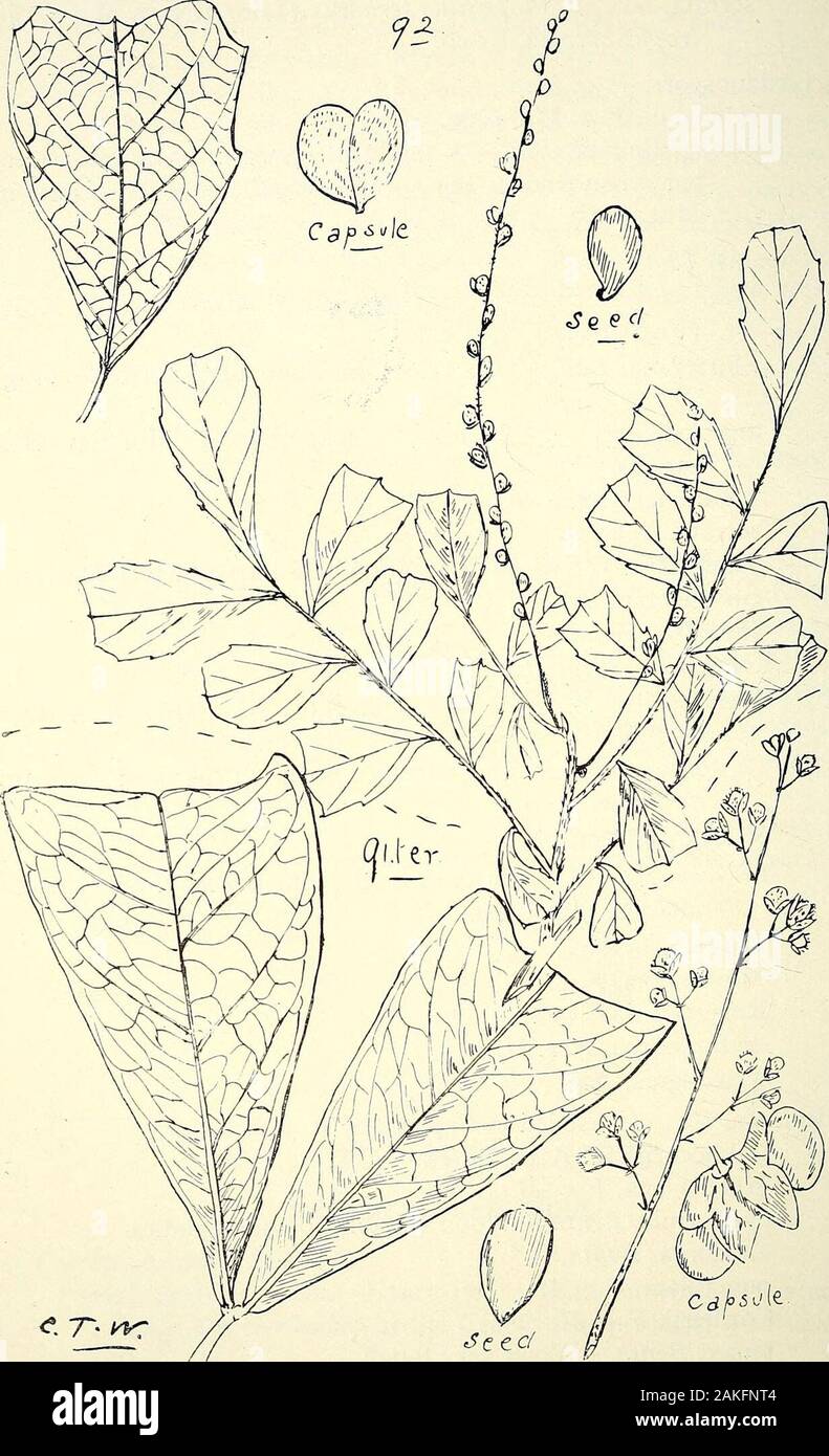 Comprehensive catalogue of Queensland plants, both indigenous and naturalisedTo which are added, where known, the aboriginal and other vernacular names; with numerous illustrations, and copious notes on the properties, features, &c., of the plants . v. M. (Fig. 91 ter.)Shirleyana, Bail.— Cooraloo of Bundaberg natives. (Fig. 92.)anacardioides, A. Rich.-— Tuckeroo of Moreton Bay natives.var. parvifolia, Bail.serrata, F. v. M. flagelliformis. Bail.— Maraguigi of Barron River natives,curvidentata, Bail.foveolata, F. v. M.tomentella, F. v. M.pseudorhus, A. Rich. — Kilbugan of Cardwell natives (R.B. Stock Photo