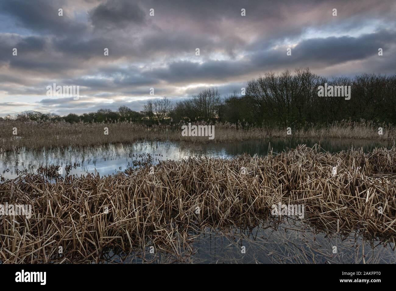A nature reserve on a cloudy Winter morning in January 2020 Stock Photo