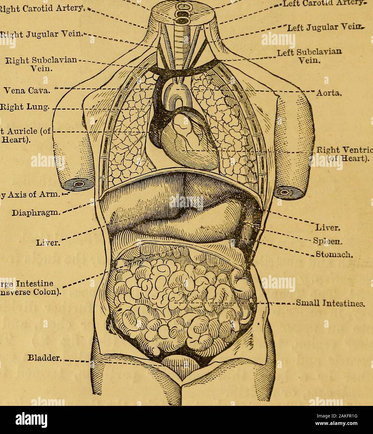 Elements of animal physiology, chiefly human . ed from eachother by a large thin muscular partition, termed thediaphragm, or midriff. 35. The Thorax or chest contains the thoracic cavity, inwhich are lodged the heart, lungs, trachea, and portionsof several of the larger blood-vessels (the aorta, vena cava,and pulmonary vessels), and the dorsal portions of thespinal cord, and of the bony axis by which it is protected,also a portion of the oesophagus (gullet or food-pipe), and 24 ANIMAL PHYSIOLOGY. tlie thoracic and, and of the sympathetic ov ganglionic-nerve-system, not shown in the diagram. Th Stock Photo