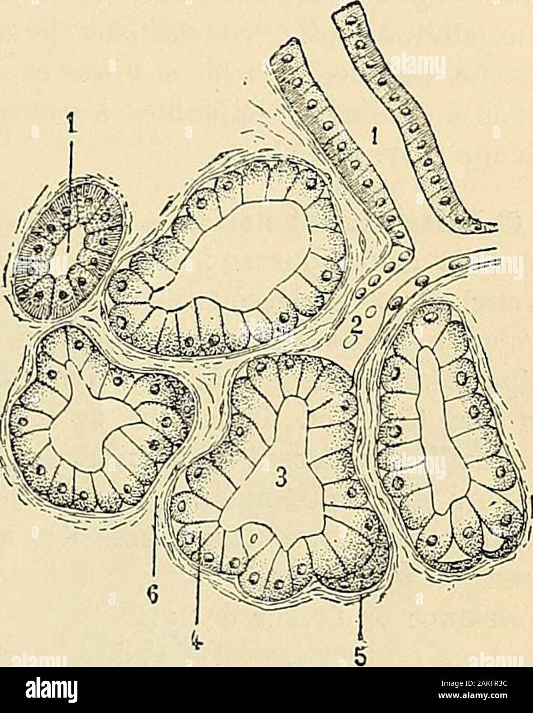 Traité d'anatomie humaine : anatomie descriptive, histologie, développement . vivement par les matières tinctoriales, leurmasse est granuleuse, dense et formée par des petites cellules possédant chacuneun noyau arrondi (fig. lOo). Daprès Laserstein, les croissants de Gianuzzi pos-sèdent, dans les cellules à létat de repos, de fins canalicules, origines des canauxexcréteurs. b. Cellules à létat dactivité. — Lorsque la glande entre en activité par lexcita-tion de la corde du tympan (Lawiiowski, He:deniiain, Ranvier), on voit se produiredes modifications importantes. Suivant Ranvier, les cellules Stock Photo