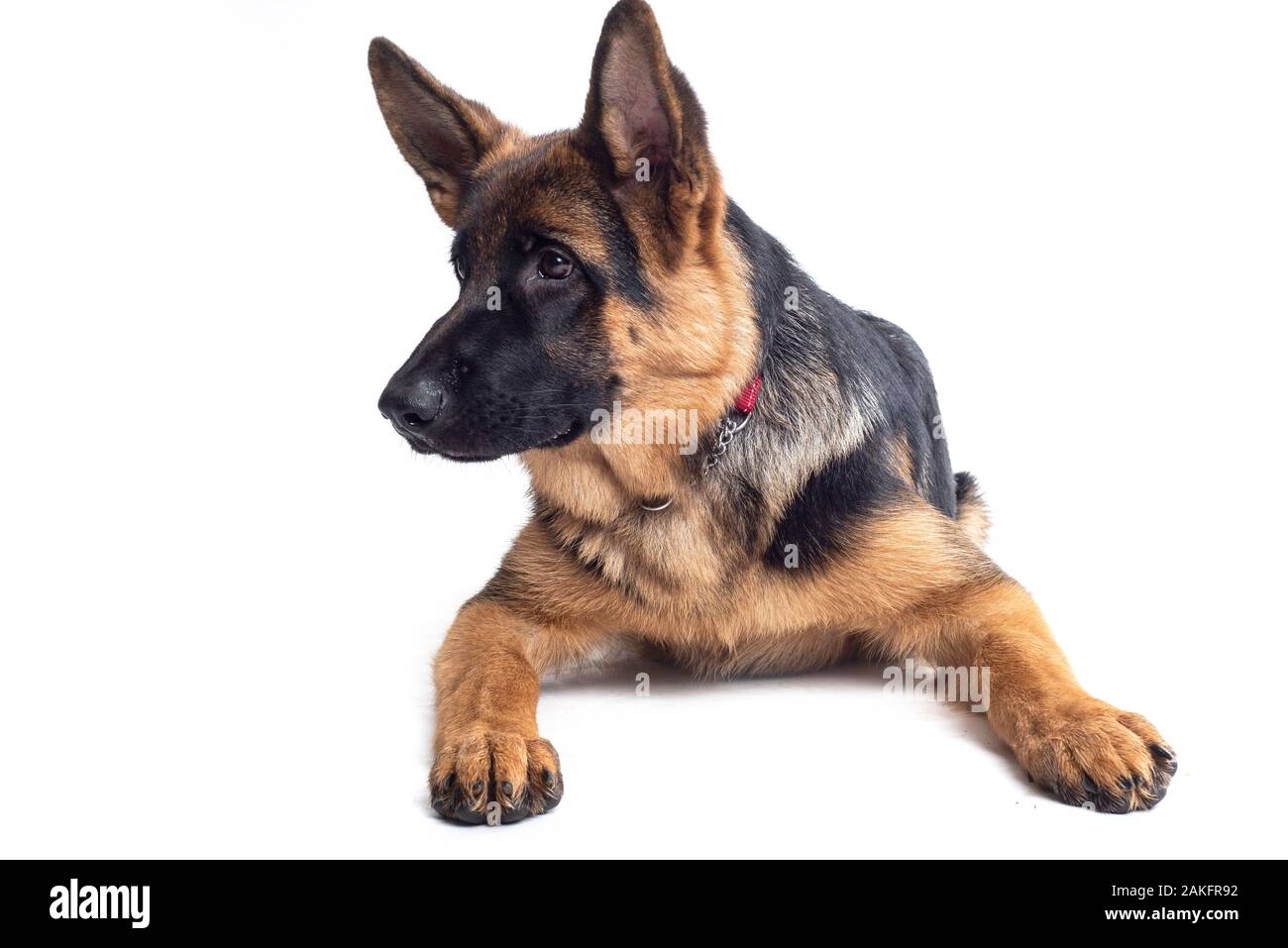German Shepherd in studio Stock Photo