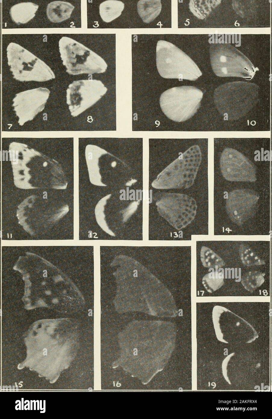 Bulletin - United States National Museum . side (compare pi. 2S, fig. 2). 10. Pieris rapae, right wings of the same specimen, underside. 11. Colias eurj/flicmc, female, fresh specimen, upper side (compare pi. 26, fig. 7). 12. Colias em-ijtheme, male, fresh specimen, upper side. 13. Euphydryas phaiiton, male, upper side (compare pi. 11, lig. 7) : third exposure on a specimen caught one month previously. 14. Neonympha eurytus, male, upper side (compare pi. 2, fig. 1) ; third exposure on a specimen caught one month previously. 15. Polygonia interrogationis, female, fresh specimen, upper side (com Stock Photo