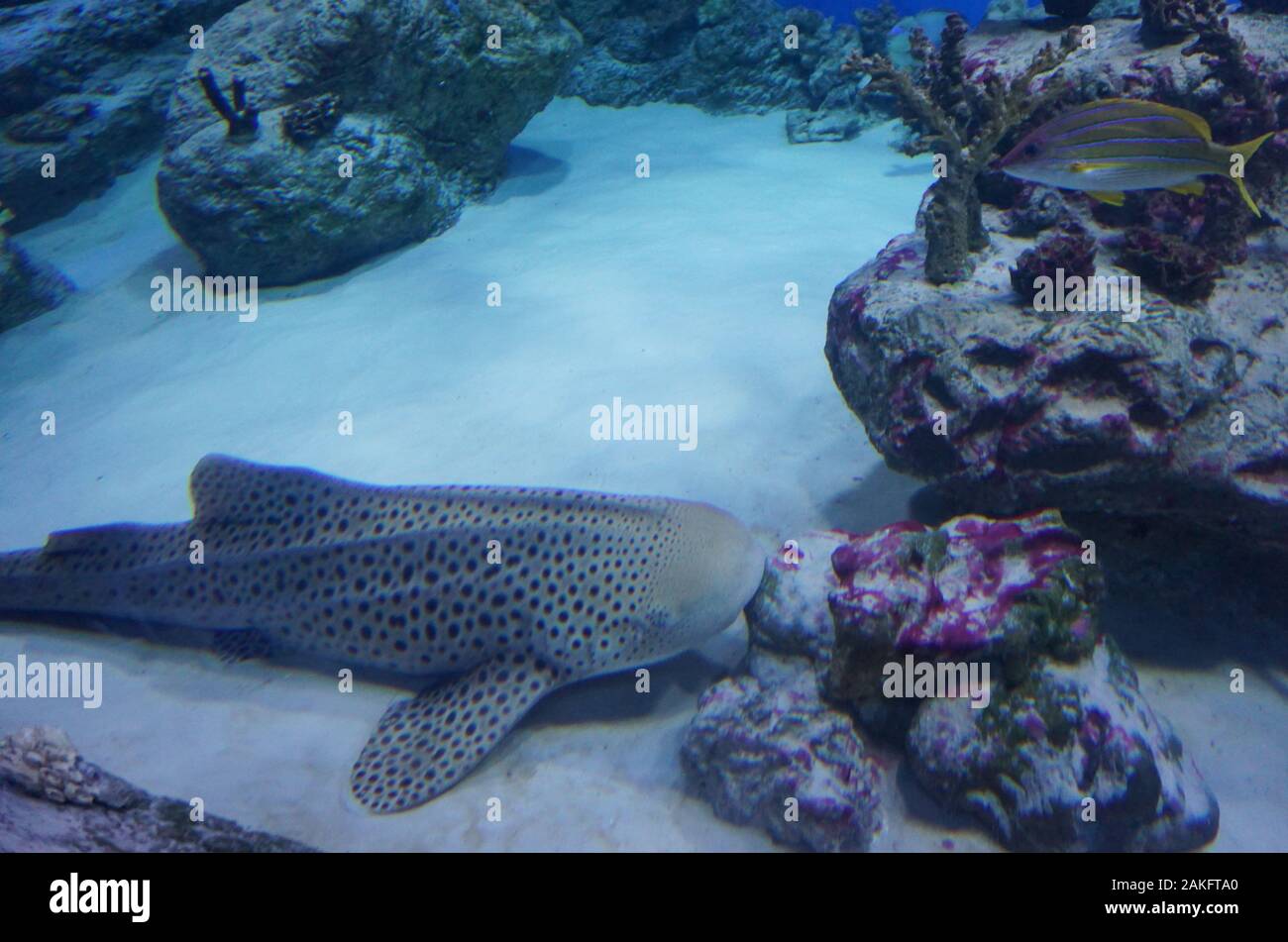 large spotted fish on the seabed Stock Photo