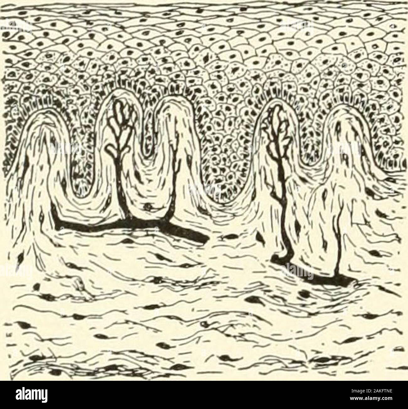 Normal skin histology hires stock photography and images Alamy