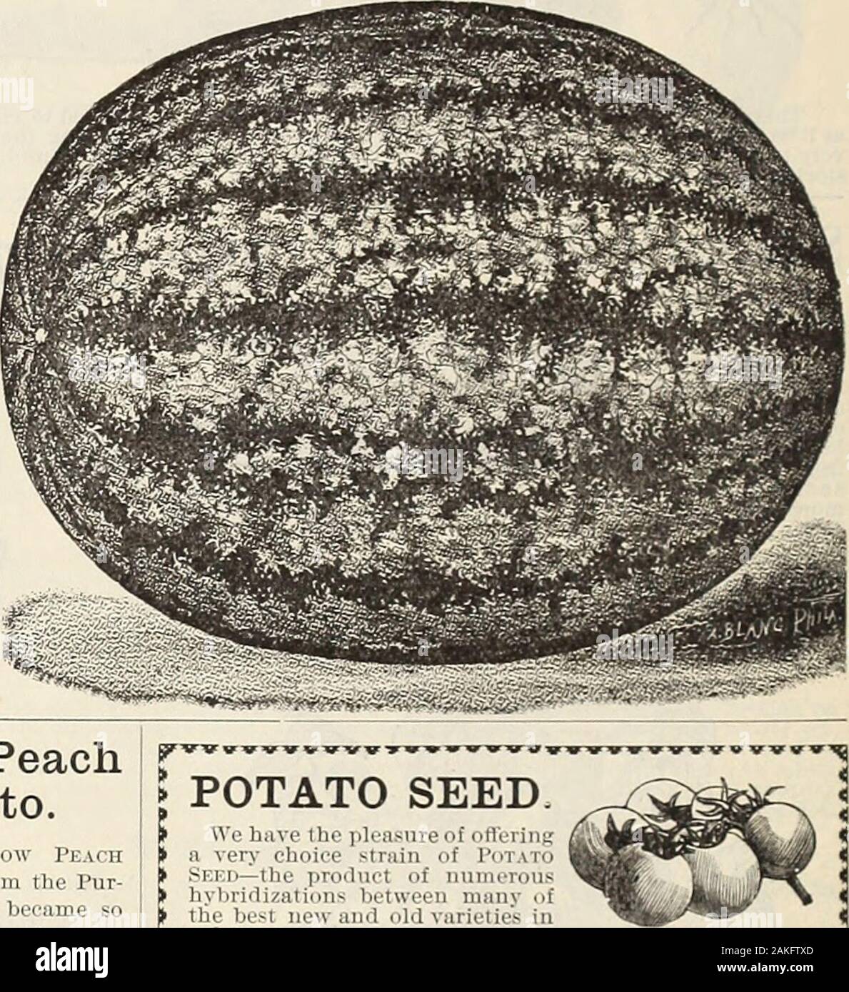 Livingston's wholesale list for market gardeners . Yellow PeachTomato. The New Yellow PeachTomato differs from the Pur-ple Peach, which became sofamous last season, in coloronly. It is, if possible, moreof a novelty than its prede-cessor ; being of a rich goldencolor and having the bloomor furze of the Peach upon itssurface. Of most exquisitequality for eating raw, and isvery ornamental for the table.Packet, 10 cents; y2 ounce, 30cents; ounce, 50 cents.. Powells Prolific Pole Bean. Tin originator says: I have .found this bean to be a mostrampaiil grower, one plant filling a pole with a mass of Stock Photo