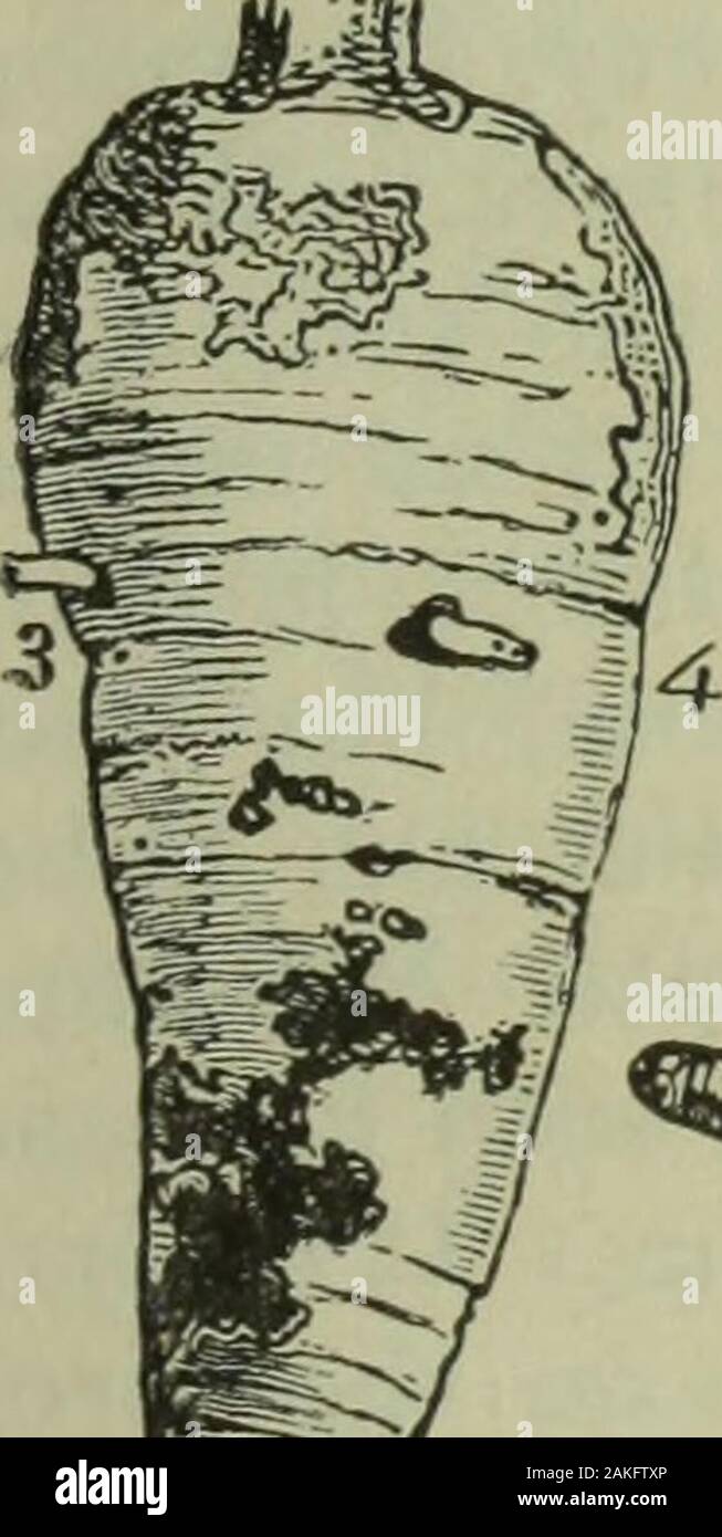 Annual report of the Fruit Growers' Association of Ontario, 1898 . heand enlarged (2, 6, 8). maggots, as a rule, leave the cairots before assuming this form. The fly and its work are shown very well in the figure (Fig. 48) byJohn Curtis, which I am able to present herewith through the courtesy of Misa Ormerodand Messrs. Blackie & Sons. The mature fly is two-winged, J of an inch long, brightshiny black, with yellow legs and red eyes. The wings are beautifully iridescent. Thewinter is passed either as a maggot or in the puparium. Remedies.—The methods which have given the best results in prevent Stock Photo