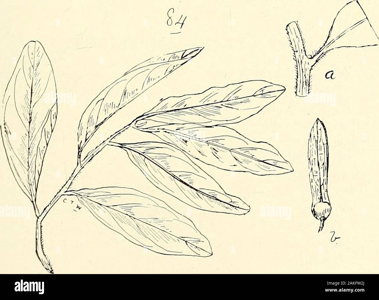 Comprehensive catalogue of Queensland plants, both indigenous and naturalisedTo which are added, where known, the aboriginal and other vernacular names; with numerous illustrations, and copious notes on the properties, features, &c., of the plants . .&gt;7/i/ney (fin-) 83. Macgregoria racemigera, F. v. M.. 84. Ventilago ecorollata, F. v. M. (a) Portion of a branchlet enl., (b) nut with its appendage (winj 106 XXXIX. AMPELIDEjE. Emmenospermum, F. v. M. alphitonioides, F. v. M.— Jingull of Cairns natives. Cunninghamii, Benth.Pomaderris, Lab ill. elliptica, Labill. lanigera, Sims. ferruginea, Sie Stock Photo