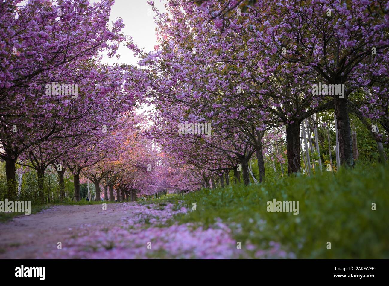 Rows of beautifully blossoming cherry trees on a green lawn Stock Photo