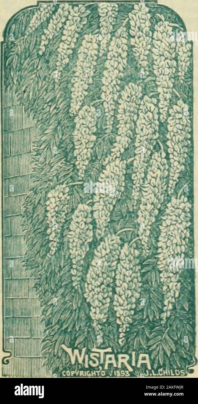 Childs Fall Catalogue Of Bulbs And Plants That Bloom Te And