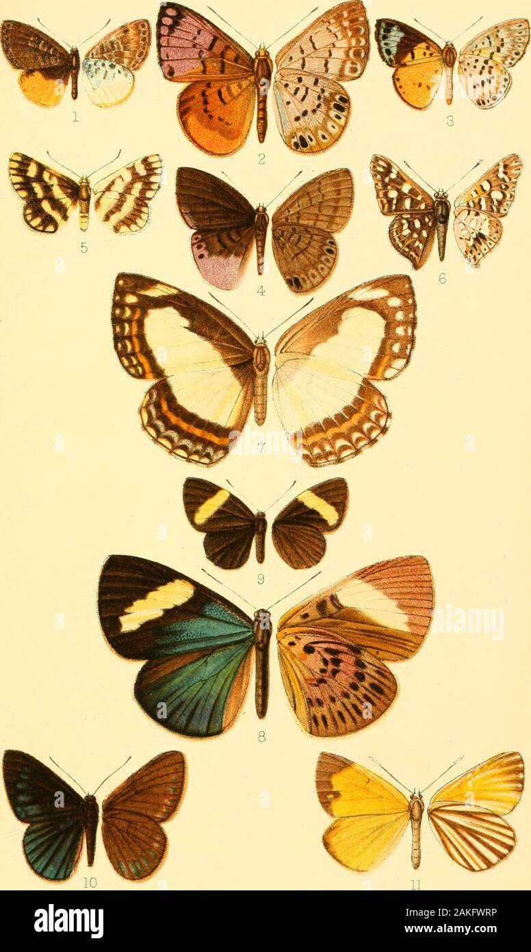 Transactions of the Entomological Society of London . Horace Knight adnat.liUi. Wesl.Newman chromo. Central and South American Eryclnidae. Trrrs Ent. Soc LondJ903. PI. XIIII.. Horace Krughl adnatluh. West,Newman chromo. Central and South Amencan Erycinidee. « . fmm^ :^r--.y X rr^ SMITHSONIAN INSTITUTION LIBRARIES 3 9088 00843 3302 f* ? J. ^ ^ • K^j^.Ji *i «, / ?? ,-«^^.^/ ... V ? A *!» J ^ / i*^ w^ - j,#^ . PI - c -, ^ ^rm:^ r ^-^^ T ( .1 *H»: A*^ /• &gt; .- 1 Stock Photo