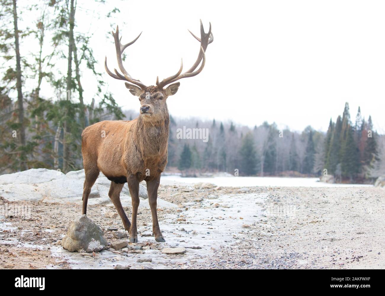 Red deer stag standing in the winter snow in Canada Stock Photo - Alamy