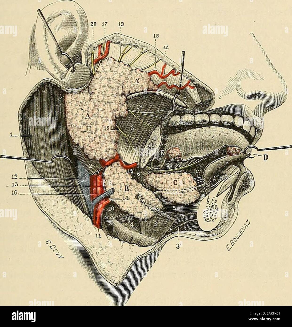 Traité d'anatomie humaine . variable dans son étendue : elle représente,  suivant les cas, le tiers, lequart ou le cinquième de lalongueur totale du  vaisseau,quelquefois moins encore. Enatteignant le sac fibreux dupéricarde,, image size:1241x1390
