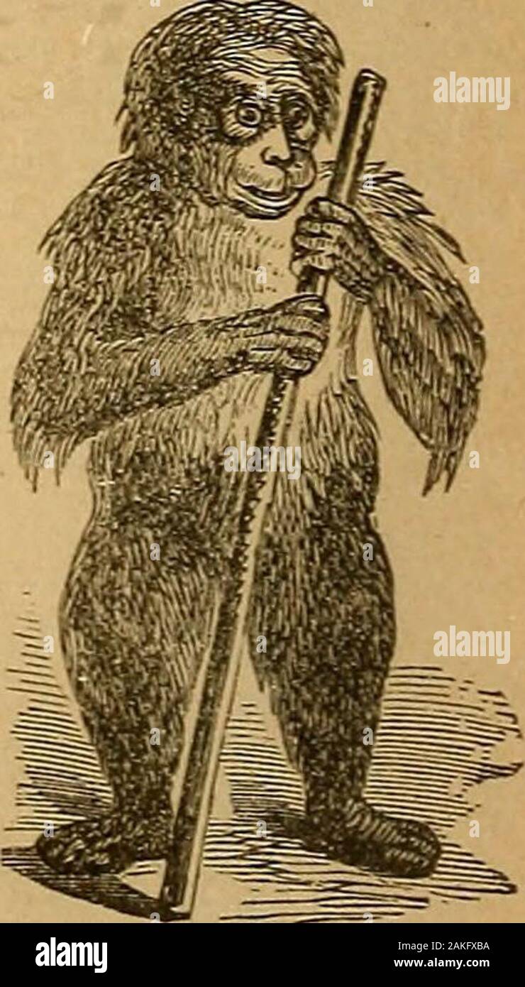 Webster S Practical Dictionarya Practical Dictionary Of The English Language Giving The Correct Spelling Pronunciation And Definitions Of Words Based On The Unabridged Dictionary Of Noah Webster Orange Orang Outang Sm Fame