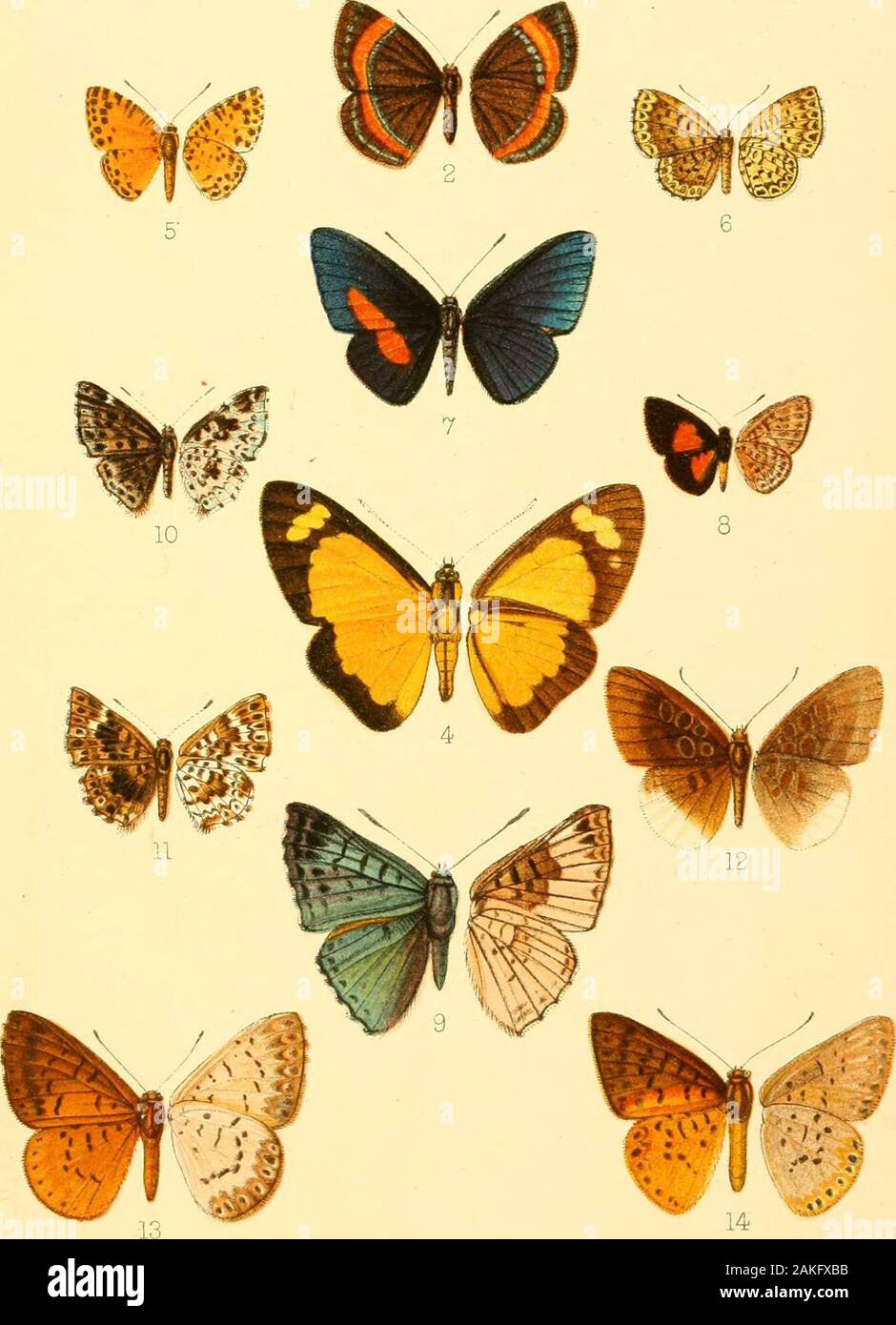 Transactions of the Entomological Society of London . Horace Kmghl adnaS.litr:. West^Newaan chromo. Central and South Americ an Erycinidae. Trans.Ent. Soc.Lon,d..l903.Fl.XYdl. w M. Horace Knight adnat.liUi. Wesl.Newman chromo. Central and South American Eryclnidae. Trrrs Ent. Soc LondJ903. PI. XIIII. Stock Photo