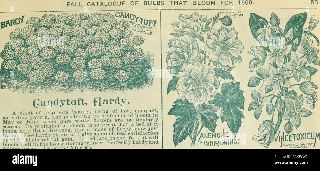 Childs' fall catalogue of bulbs and plants that bloom . y Lilv in size and beauty. Quite as pretty,in fact, as the Bermuda Easter Lily. Will attract great at-tention and is unsurpassed for cutting. A grand good thing,pel fectly hardy anywhere. Strong roots, 20c. each; 3 for 50c.Seeds twill bloom second summer), 10c. per pkt. Achillea Grandiflora. A most useiul and beautltul hardy perennial plant whichfurnishes a profusion of the choicest double, white flowersall summer. It commences to bloom by the first of July andis a perfect mass of bloom until frost, as many as 5,000 flow-ers having been c Stock Photo