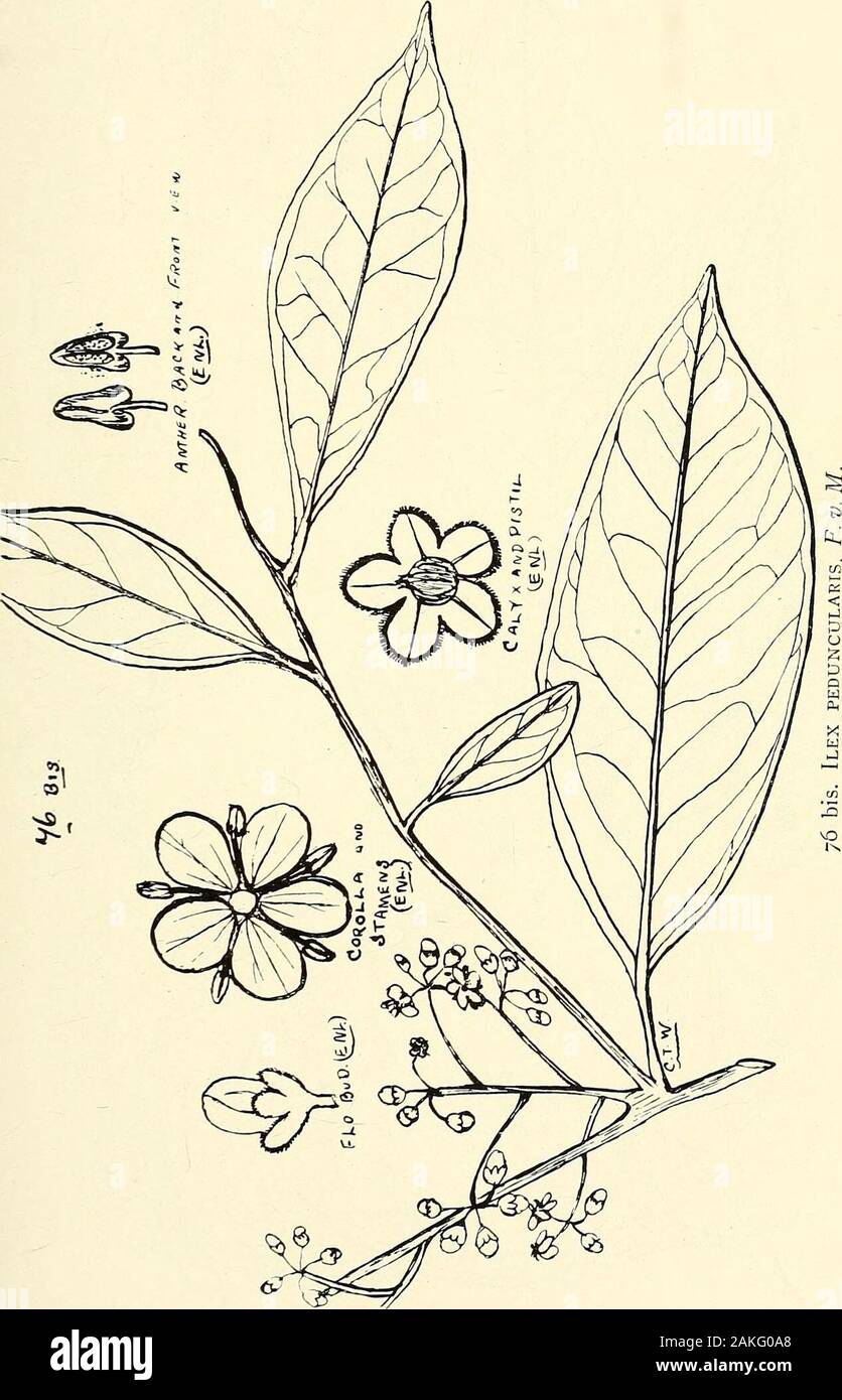 Comprehensive catalogue of Queensland plants, both indigenous and naturalisedTo which are added, where known, the aboriginal and other vernacular names; with numerous illustrations, and copious notes on the properties, features, &c., of the plants . a, Ldbill. muricata, Lindl. intermedia, Bail. (Fig. 81.) viminea, Sm.var. elata. Tryoni, Bail. (Fig. 82.)Macgregoria, F. v. M. racemigera, F.v.M. (Fig. 83.) Order XXXVIII.—RHAMNEJE. Tribe I.—Ventilagine^e.Ventilago, Gcvrtn. viminalis, Hook.— Thandorah of Cloncurry natives,ecorollata, F.v.M. = Berchemia ecorollata, F.v.M. (Fig.84.) Tribe II.—Zizyphe Stock Photo