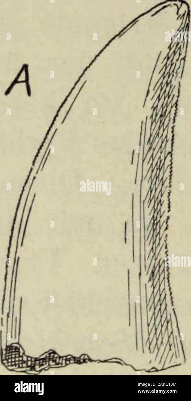 Sitzungsberichte der Gesellschaft Naturforschender Freunde zu Berlin . inlich einst am Ufer als Raubtiere lebenden Megalo-sauriden, deren Zähne auch mit denen unserer Form die größteÄhnlichkeit haben. Zum Vergleich mit einem hinteren Maxillar-zahn von Mesorhinus Fig. 16D habe ich Fig. 16 A einen Dinosaurier- ^) 0. Fraas: Äetosaurus feratiis, die gepanzerte Vogelechse aus demStilbensandstein von Stuttgart. Jahresheft v. Ver. f. vaterl. Naturkunde inAVürttemberg 1877. E. Fraas: Äetosaurus crassicauda n. sp. nebst Beobachtungen über dasBecken der Aetosaurier. Ebenda 1907 p. 101. -) 0. Ja ekel: Sy Stock Photo
