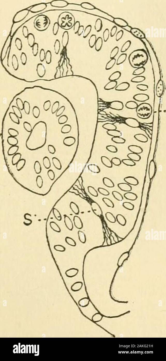 Journal of morphology . t carefulstudy of many specimens indicates that in all probability thisis not the case. Any line of pigment granules communicatesonly with the body of one cell and does not continue overto that from a neighboring cell. This view is materiallystrengthened by the observations of Ramon y CajaP upon the 1 Ramon y Cajal, Anatom. Anz., 1889. No. 2.] HISTOGENESIS OF THE RETINA. 421 adult retina. By means of Golgis method he succeeded inoutlining large cells extending from the rods and cones tothe nerve fibers of the retina. There are no anastomosesbetween the prolongations and Stock Photo