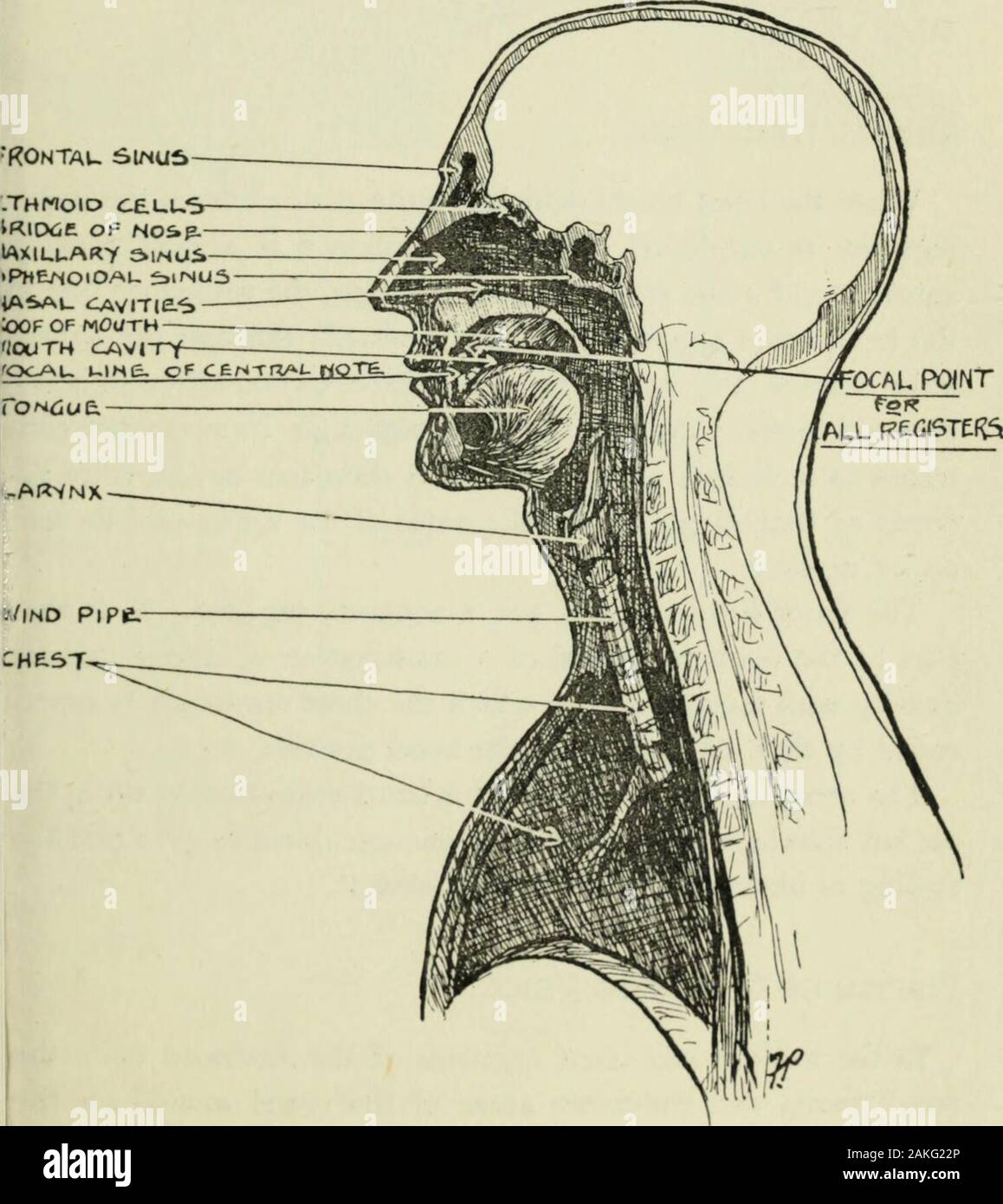 Philosophy of vocal culture : a textbook of vocal training and preparation  for song interpretation . of being obtained from a higher positionthan that  prevailing in the baritone voice. Upper Register Sensations.