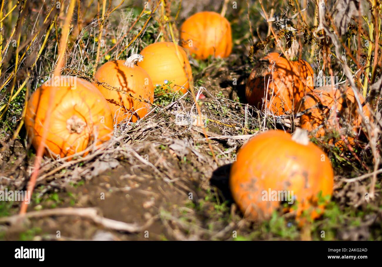 pumpkin patch with ripe pumpkins ready for picking Stock Photo