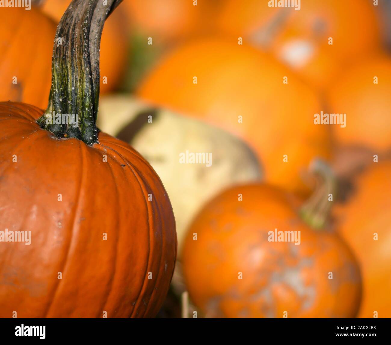 pumpkin patch with ripe pumpkins ready for picking Stock Photo