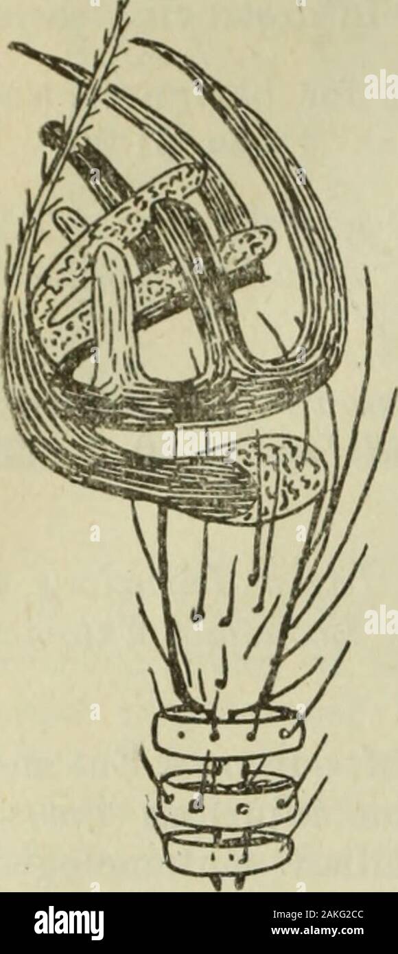 Annual report of the Fruit Growers' Association of Ontario, 1898 . able contrivance to enable the parasiteto travel through the maze of feathers while the troubled host travelled through themazes of the northern forest. Through the kindness of my friend, Mr. Dearness, I amenabled to present herewith a drawing made by him under themicroscope, which shows the structure of the flys foot. (Fig. 33.) The most interesting feature of the particular specimendescribed above lay in the fact that when found its condition gaveme hopes that I might receive some light on its method of repro-duction. Its abd Stock Photo