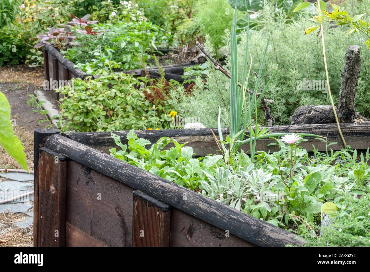 Herb garden herbs growing in wooden containers raised bed Herb garden