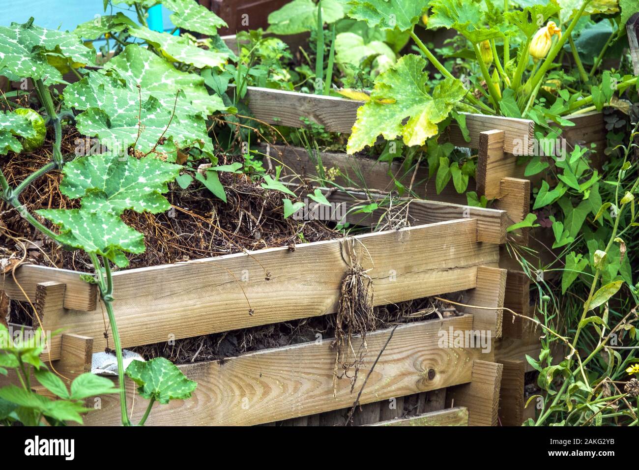 Garden plants grow on composter heap, compost plants Stock Photo Alamy
