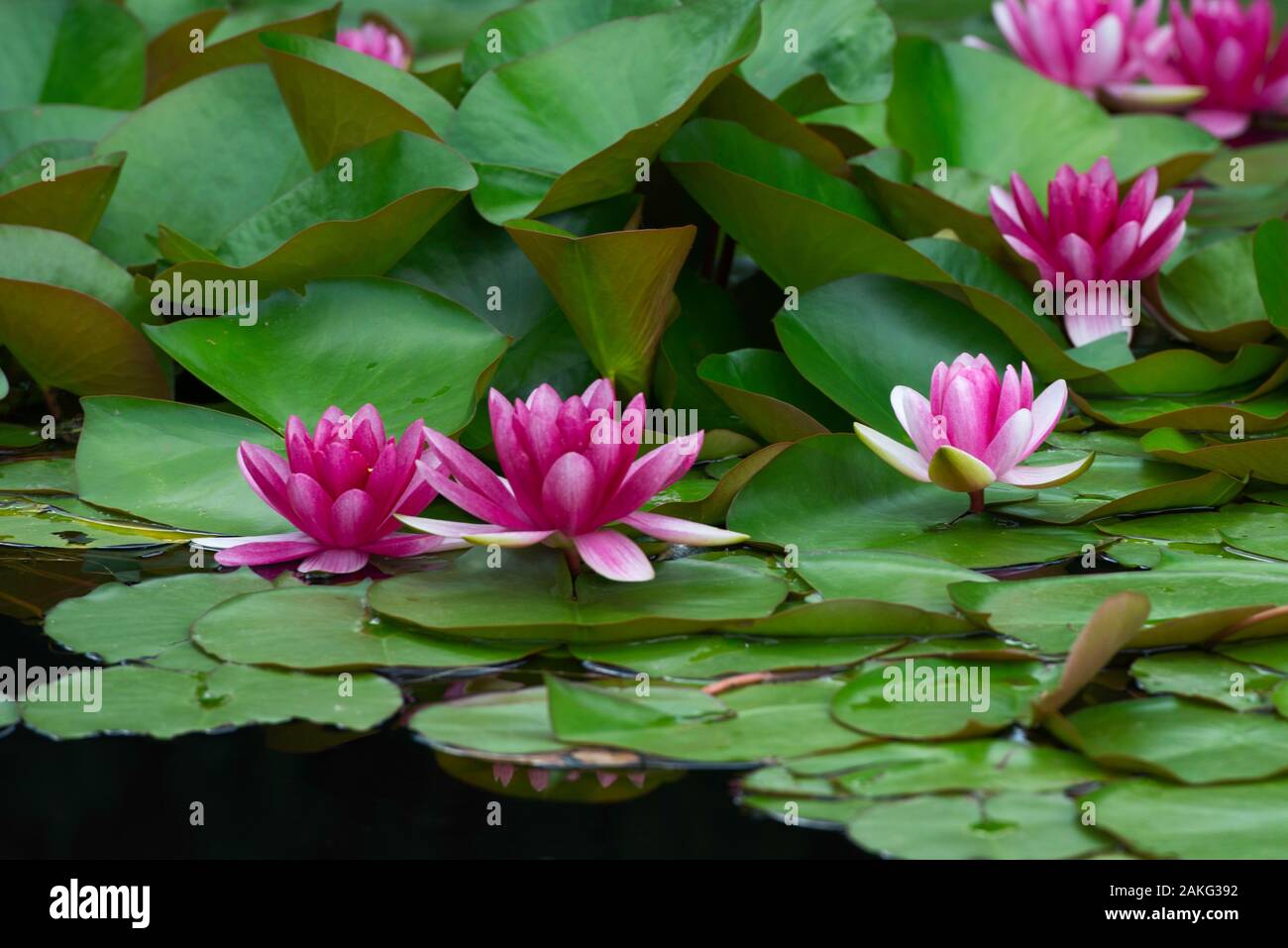 pink lily pad in artificial pond in a summer garden Stock Photo