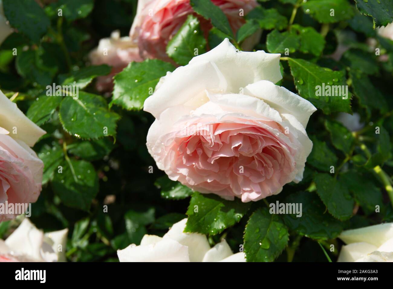 a bush of rose roses in a Ukrainian garden Stock Photo