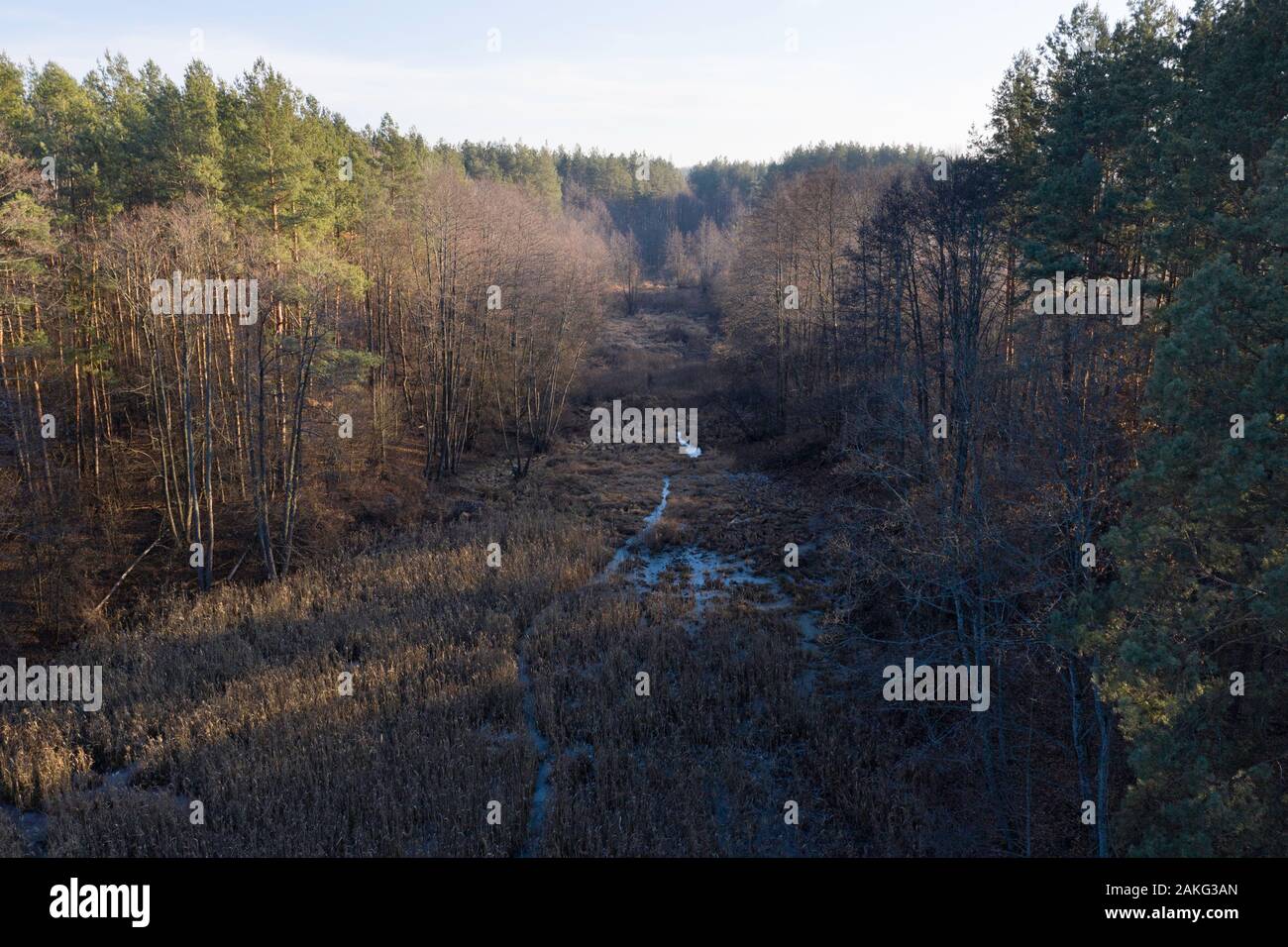 drone, autumn dark pine tree forest, Ukraine Stock Photo