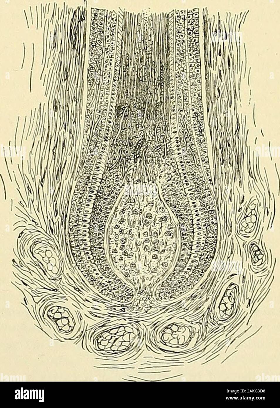 An American text-book of genito-urinary diseases, syphilis and diseases of the skin . re-viously stated, is rare, the morbid anatomy corresponds to the condition metwith in kerion; in other words, there is a suppurative inflammation of thehair-follicles, caused by the trichophyton fungus. A peculiarity of the fungus when it attacks the beard is that it penetratesdeeply into the follicle, involving the bulb often before the free shaft showsany impairment, although Besnier2 speaks of a case in which the shaft alonewas diseased, showing the usual characters of tinea tonsurans, without pre-ceding Stock Photo